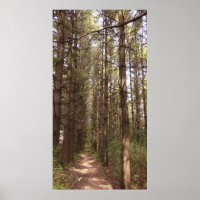 Wanderung im Pinienwald Foto