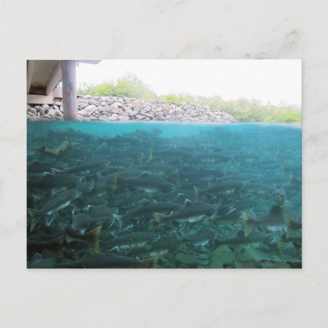Wanderung von rosa Lachs in Kodiak, Alaska Postkarte (Vorderseite)