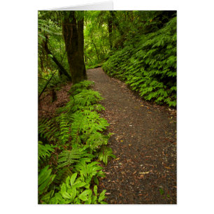 Wanderweg durch den Wald