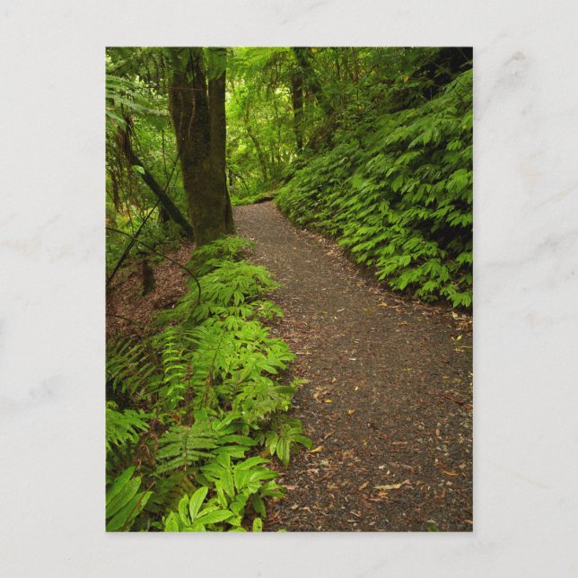 Wanderweg durch den Wald Postkarte (Vorderseite)