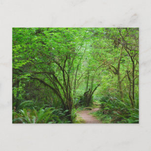 Wanderweg im Redwood-Wald Postkarte