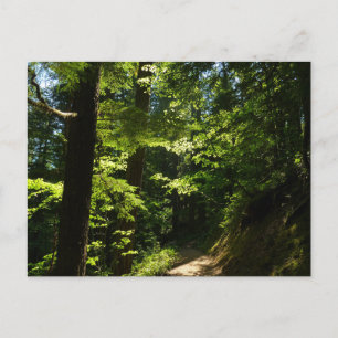 Wanderweg von Silver Falls Postkarte