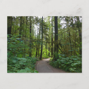 Wanderweg zu den Marymere-Fällen I Postkarte