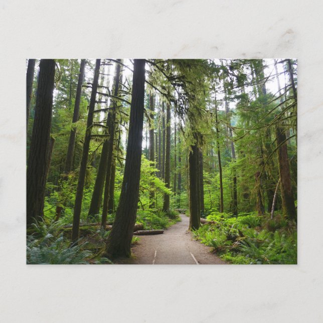 Wanderweg zu den Marymere Falls II Postkarte (Vorderseite)