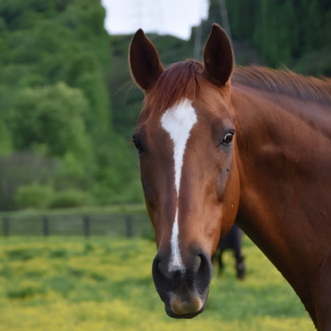 Wandkunst Poster (Kentucky Pride-Sherry stclair McDowell Bretz art )
