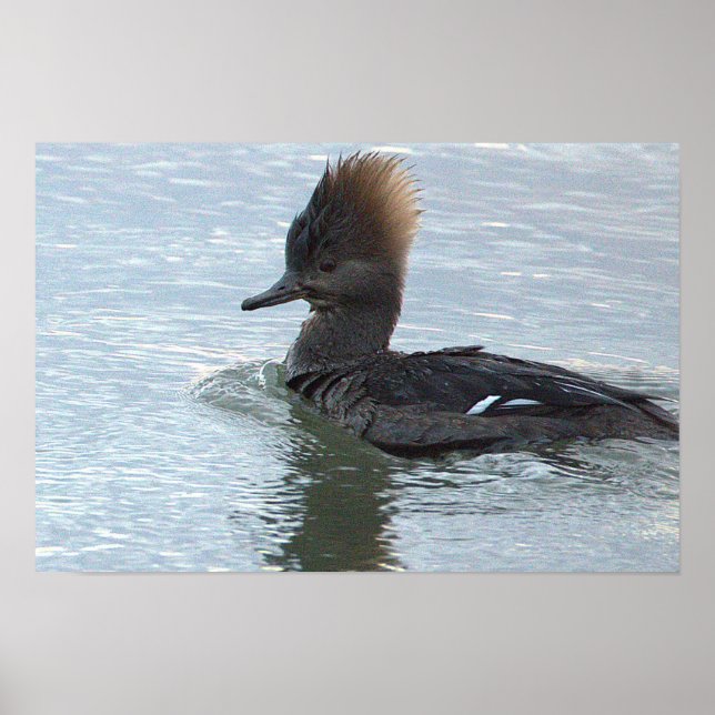 Wandposter mit Kappenente Poster (Vorne)