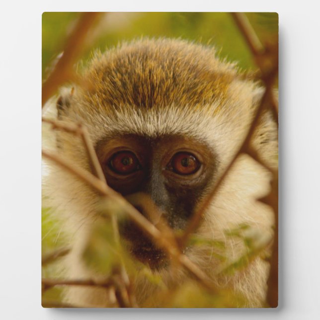 Wangenaffen Fotoplatte (Vorderseite)