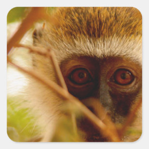 Wangenaffen Quadratischer Aufkleber