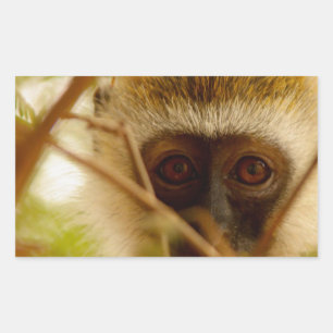 Wangenaffen Rechteckiger Aufkleber
