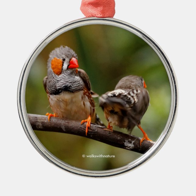 Wangenparadies Zebra Finch Songbirds Ornament Aus Metall (Vorne)