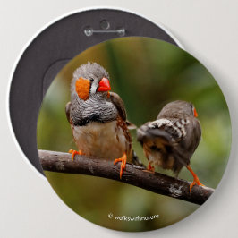 Wangenparadies Zebra Finches Songbirds Button