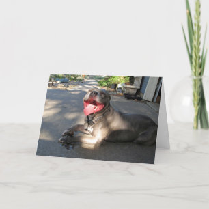 Wanna Smooch Pitbull Valentine's Day Card Feiertagskarte
