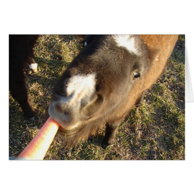 Want an Carrot? (Vorderseite (Horizontal))