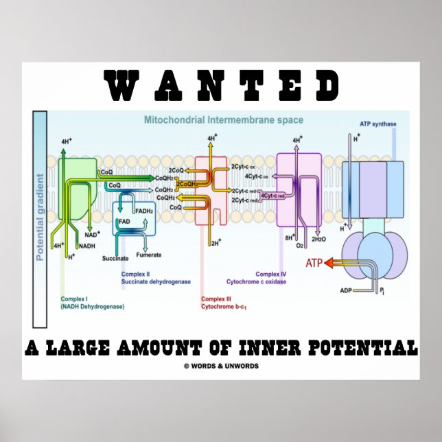 Wanted A Large Amount Of Inner Potential Poster (Vorne)