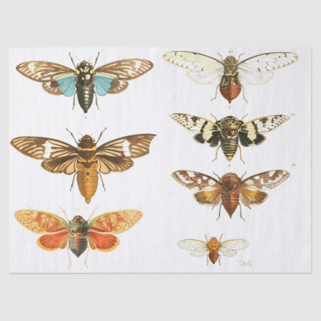 Wanzen-Kram-Zeitschriften-Element-Blatt Seidenpapier (Vorderseite)