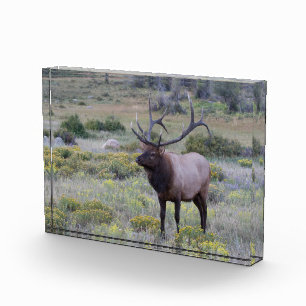 Wapiti (Amerikanischer Elk)   Rocky National Park, Fotoblock