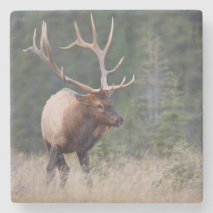 Wapiti der Rocky Mountains Steinuntersetzer