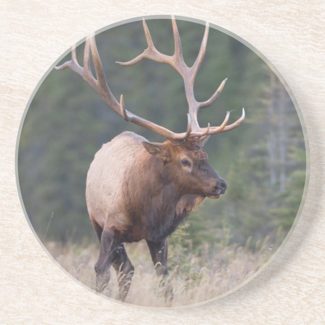 Wapiti-Hirsch Getränkeuntersetzer (Vorne)
