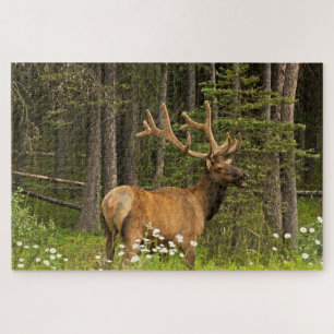Wapiti-Hirsch im Samt, Kanada Puzzle