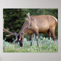 Wapiti-Hirsch mit Geweih im Samt beim Grasen