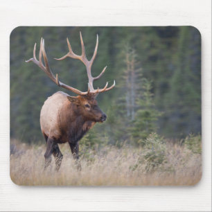 Wapiti-Hirsch Mousepad