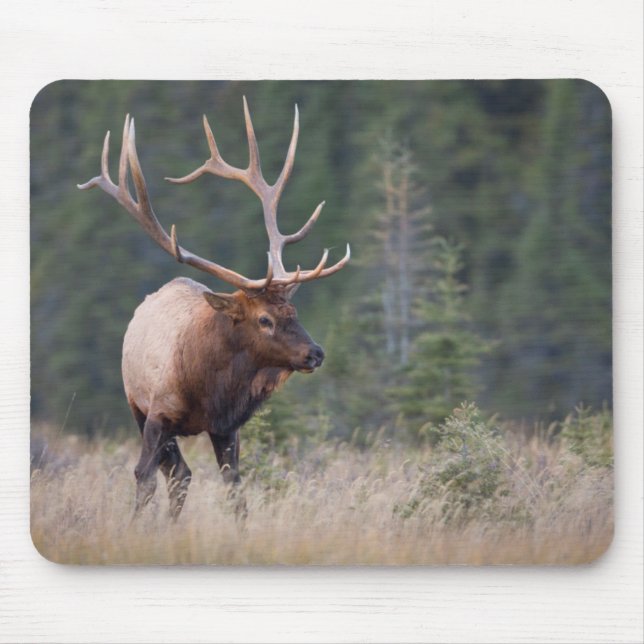 Wapiti-Hirsch Mousepad (Vorne)