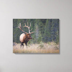 Wapiti Leinwanddruck
