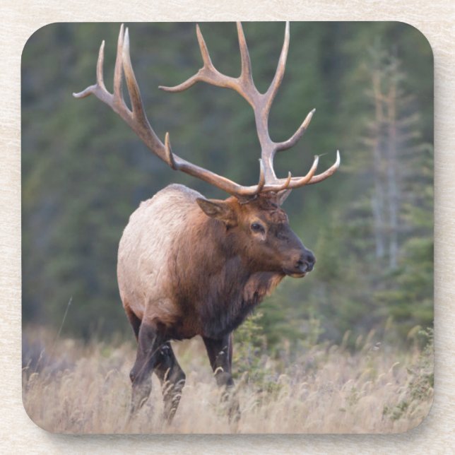 Wapiti Untersetzer (Vorderseite)