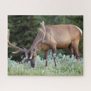 Wapitibull mit Geweih im Samt beim Grasen Puzzle