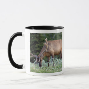 Wapitibull mit Geweih im Samt beim Grasen Tasse