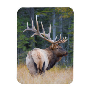 Wapitibull Rocky Mountain Magnet