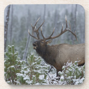 Wapitihirsch im Schnee rufend, röhrend, Yellowston Getränkeuntersetzer