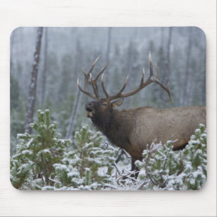 Wapitihirsch im Schnee rufend, röhrend, Yellowston Mousepad