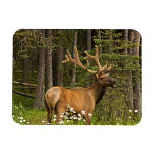 Wapitihirsch in Samt, Kanada Magnet