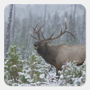 Wapitistier im Schnee rufend, röhrend, Yellowstone Quadratischer Aufkleber