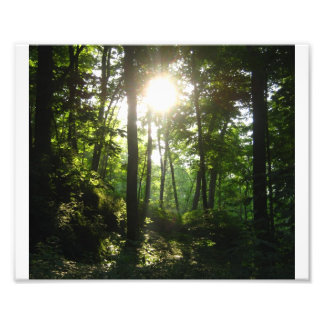 Wapsipinicon Forest Fotodruck