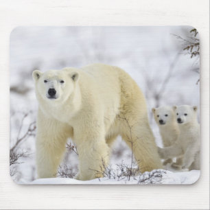Wapusk National Park, Kanada. Mousepad
