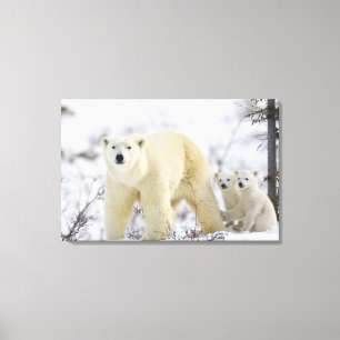 Wapusk Nationalpark, Kanada Leinwanddruck