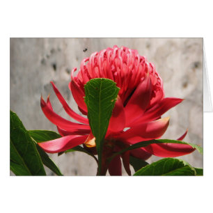 Waratah