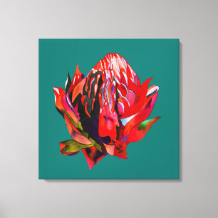 Waratah Australian native flower watercolor Leinwanddruck