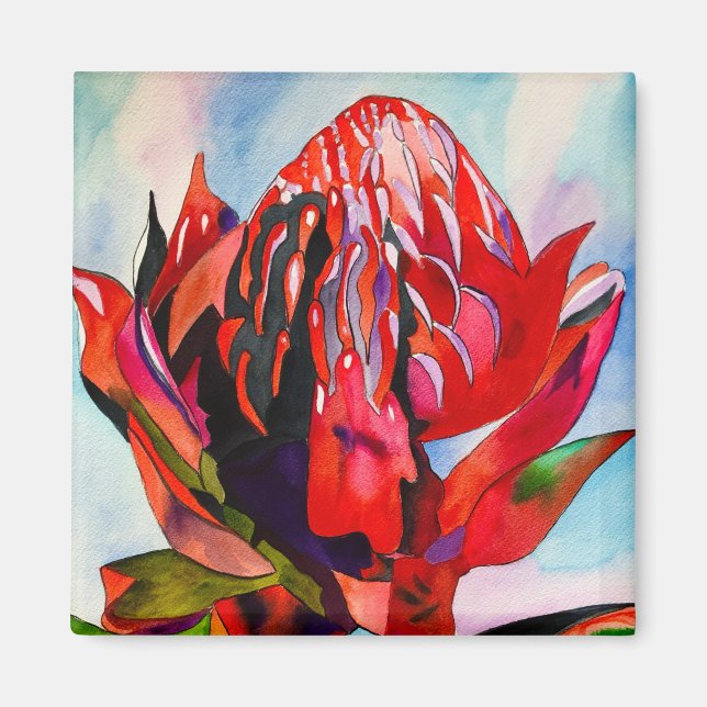 Waratah Australian native flower watercolor Magnet (Vorne)