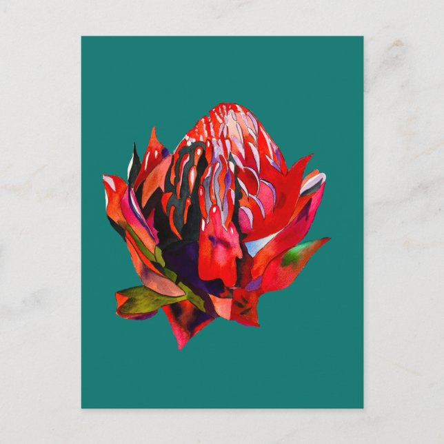 Waratah Australian native flower watercolor Postkarte (Vorderseite)