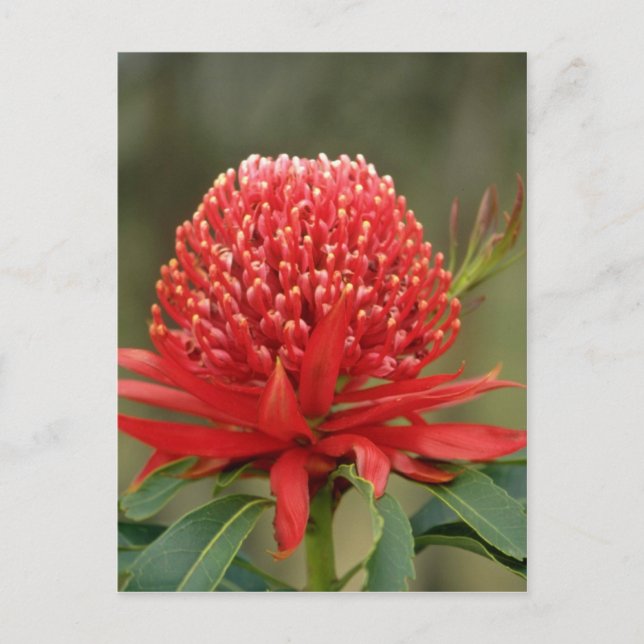 Waratah in Blüte, Australien Blume Postkarte (Vorderseite)