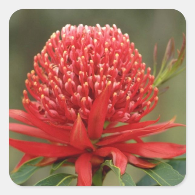 Waratah in Blüte, Australien Blume Quadratischer Aufkleber (Vorderseite)