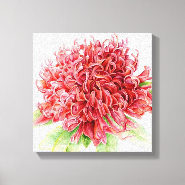Waratah Red Blume botanica art Leinwanddruck (Vorderseite)