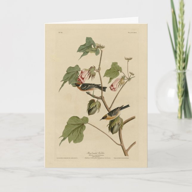 Warbler-Brüste - Audubons Vögel in Amerika Karte (Vorderseite)