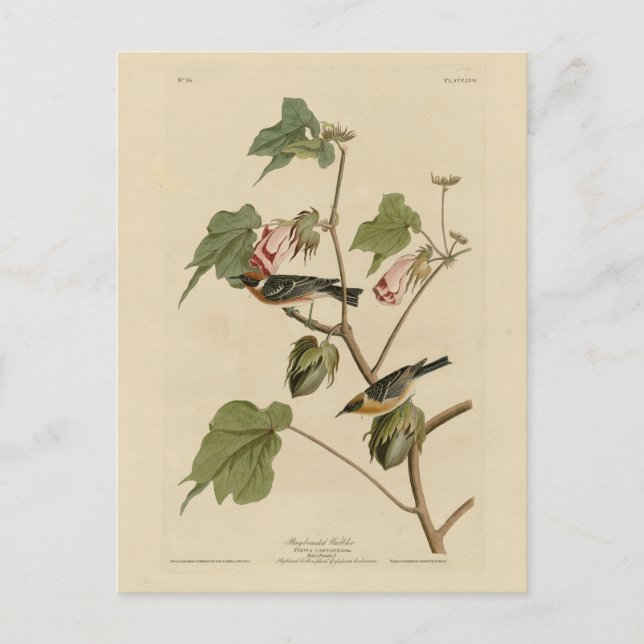 Warbler-Brüste - Audubons Vögel in Amerika Postkarte (Vorderseite)