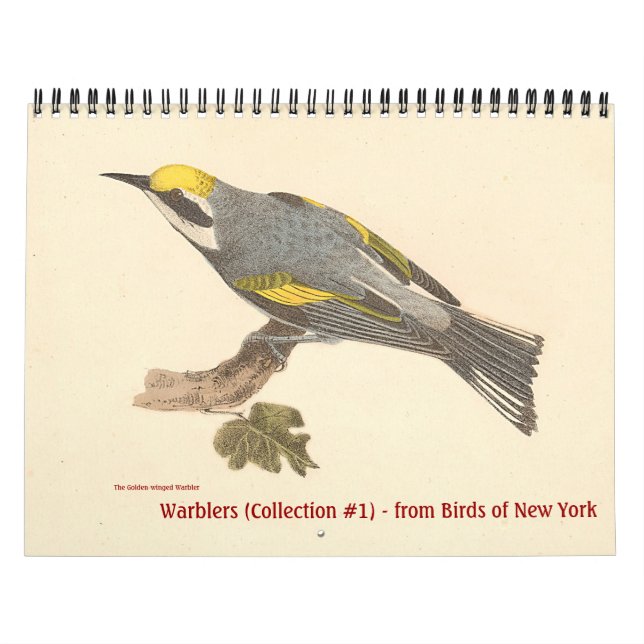 Warbler Collection #1 Lithographien von Vögeln von Kalender (Titelbild)