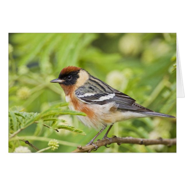 Warbler (Dendroica castanea) (Vorderseite (Horizontal))