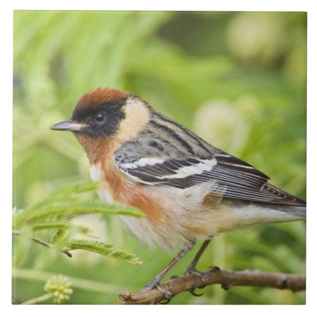 Warbler (Dendroica castanea) Fliese (Vorderseite)